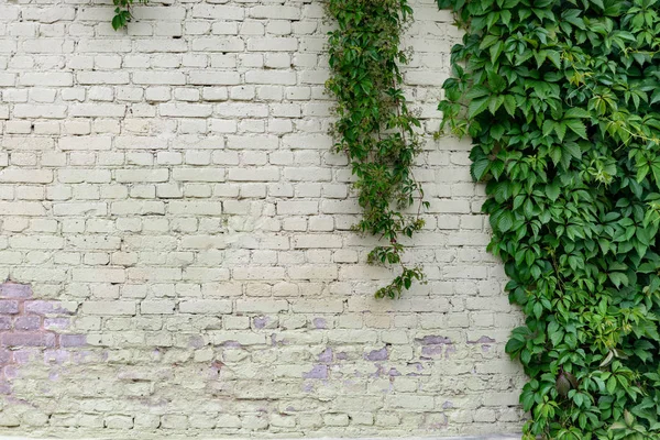 Alte Ziegelsteinmauer Mit Laub Bedeckt — Stockfoto