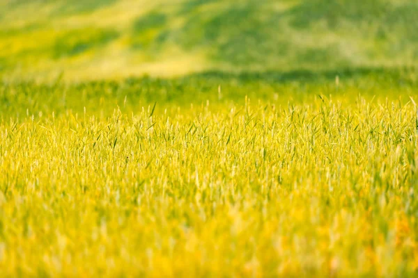 Grüne Rasenfläche Weißrussland Bei Sonnenuntergang Europa — Stockfoto