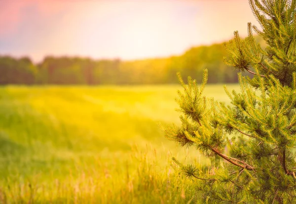 Solnedgång Över Vackra Fält Med Grönt Gräs Himmel Och Moln — Stockfoto