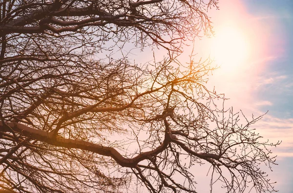 Sonnenuntergang Sonne bewölkt Himmel Winter Baum — Stockfoto