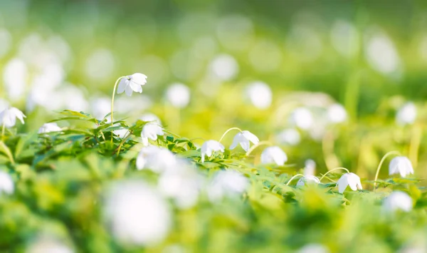 Lindas flores brancas da floresta no dia ensolarado — Fotografia de Stock