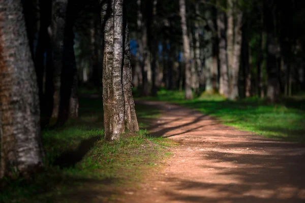 Emplty böjda sand skogsstigen vid solnedgången — Stockfoto