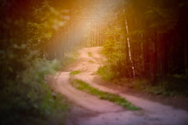 Emplty curved sand forest path in summer — Stock Photo, Image