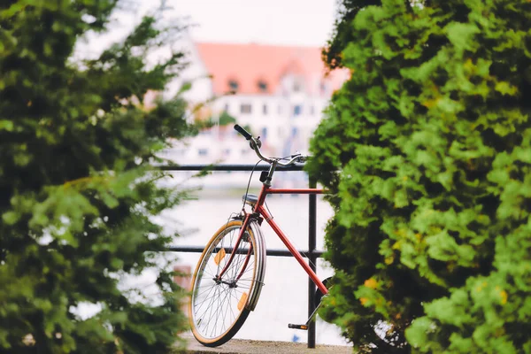 Vintage Cykel Efter Träd Lindau Bayern Tyskland Europa — Stockfoto