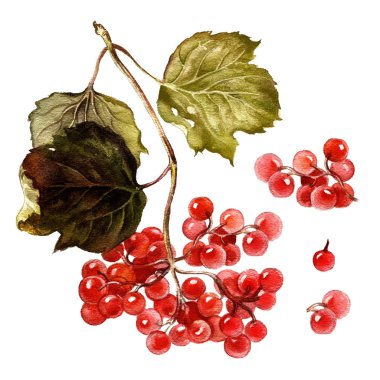 Sonbahar çilek suluboya resim. Kırmızı kartopu şube yaprakları ile.