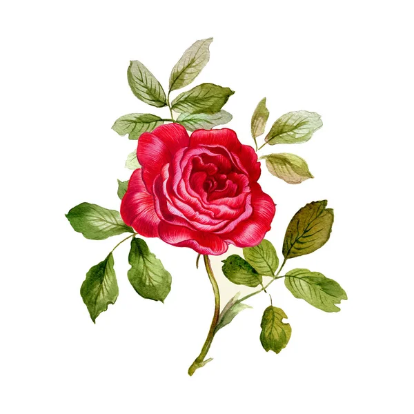 Kırmızı gül ile zerafet şube. El botanik illüstrasyon boyalı.