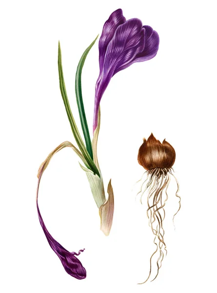 Safran suluboya çizimi. Tasarım doğal kozmetik için izole otlar