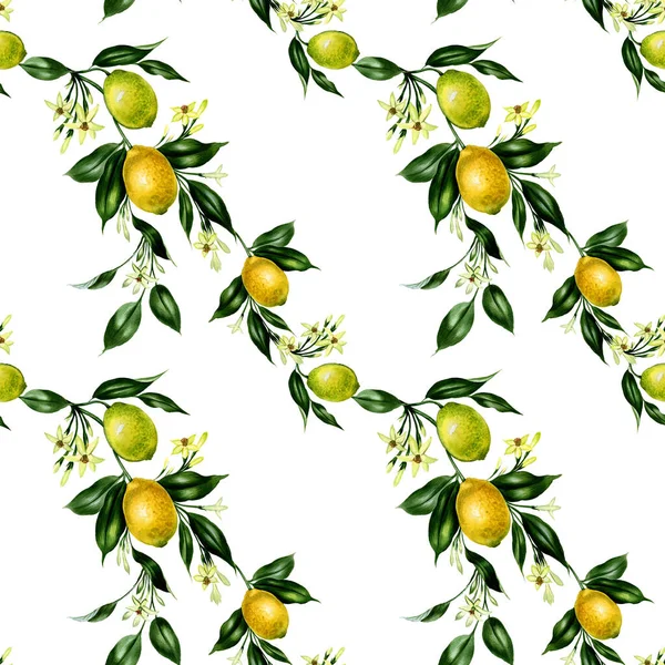 Sarı limon ağaç dalları. Elle çizilmiş illüstrasyon izole beyaz. Botanik suluboya illustation