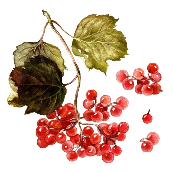 Sonbahar çilek suluboya resim. Kırmızı kartopu şube yaprakları ile.