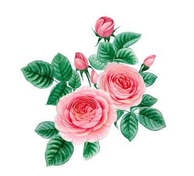 Sulu boya pembe Peonies illüstrasyon, gerçekçi çizilmiş gül el.