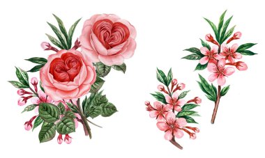 Sulu boya pembe Peonies illüstrasyon, gerçekçi çizilmiş gül el.