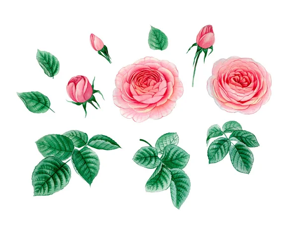 Sulu boya pembe Peonies illüstrasyon, gerçekçi çizilmiş gül el.