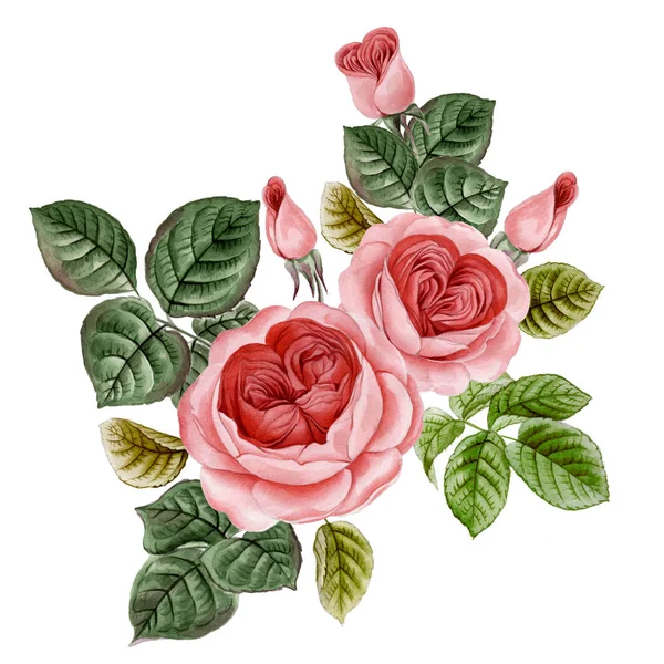 Sulu boya pembe Peonies illüstrasyon, gerçekçi çizilmiş gül el.