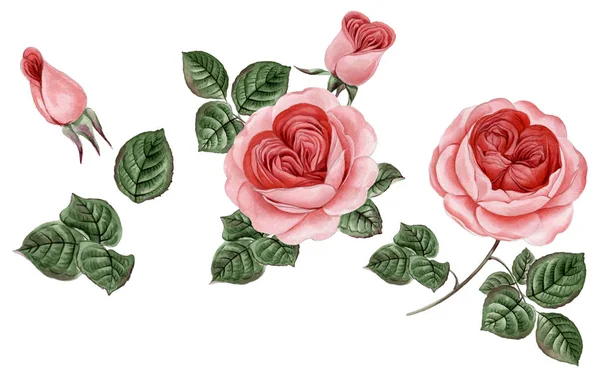 Sulu boya pembe Peonies illüstrasyon, gerçekçi çizilmiş gül el.