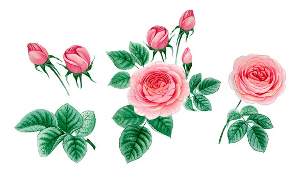 Sulu boya pembe Peonies illüstrasyon, gerçekçi çizilmiş gül el.