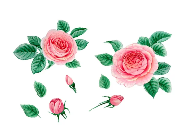 Sulu boya pembe Peonies illüstrasyon, gerçekçi çizilmiş gül el.