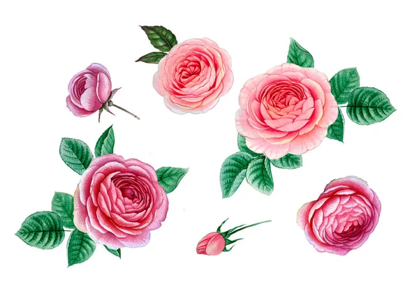 pembe ve mor çiçekler. sulu boya çiçekler. Şakayık şube. Gül dalı. izole bırakır.