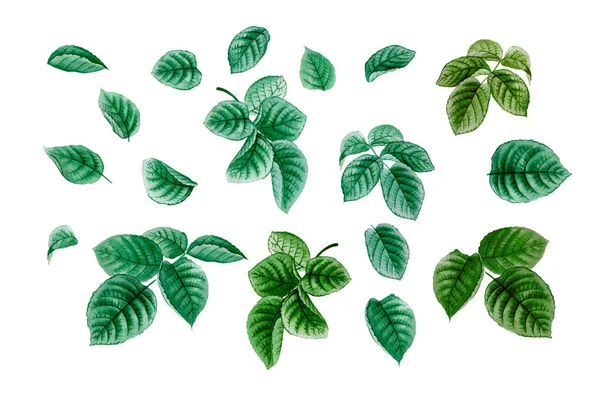 Набор Акварельных Листьев Зеленые Цветочные Элементы Изолированы Ботаническая Иллюстрация — стоковое фото