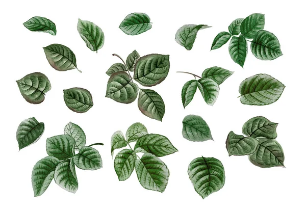 Sulu boya seti, yeşil çiçek öğeleri suluboya gerçekçi illüstrasyon izole, botanik bırakır