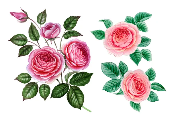 pembe ve mor çiçekler. sulu boya çiçekler. Şakayık şube. Gül dalı. izole bırakır.