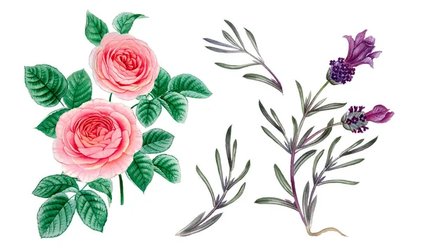 pembe ve mor çiçekler. sulu boya çiçekler. Şakayık şube. Gül dalı. izole bırakır.