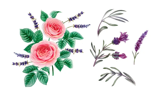 pembe ve mor çiçekler. sulu boya çiçekler. Şakayık şube. Gül dalı. izole bırakır.