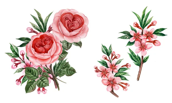 Acuarela Peonías Rosa Ilustración Rosas Dibujadas Mano Realistas —  Fotos de Stock