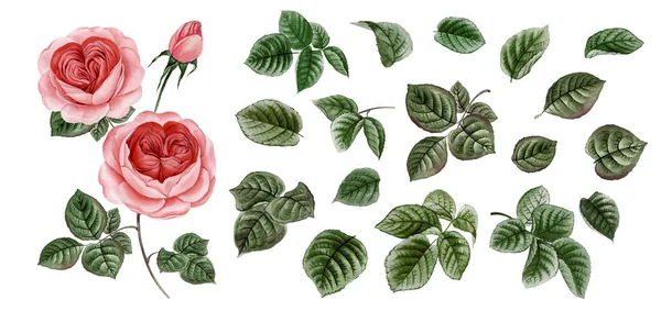 Sulu boya pembe Peonies illüstrasyon, gerçekçi çizilmiş gül el.