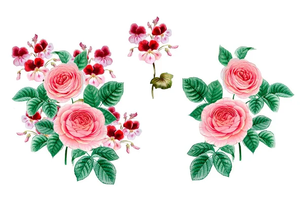 pembe ve mor çiçekler. sulu boya çiçekler. Şakayık şube. Gül dalı. izole bırakır.