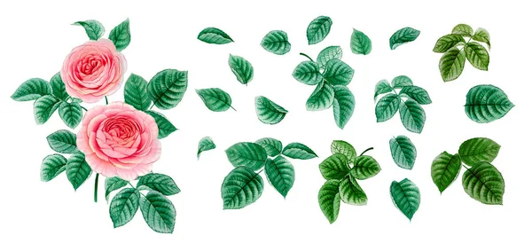 Gül şakayık, Suluboya yaprakları seti, Yeşil çiçek elemanları izole, Botanik illüstrasyon