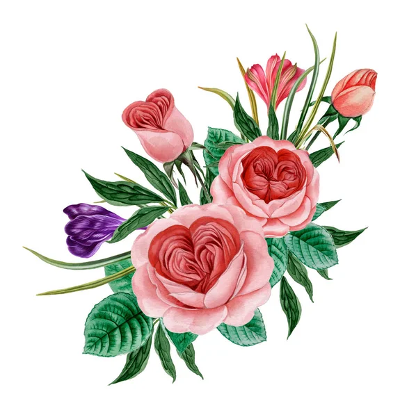 Sulu boya pembe Peonies illüstrasyon, gerçekçi çizilmiş gül el.