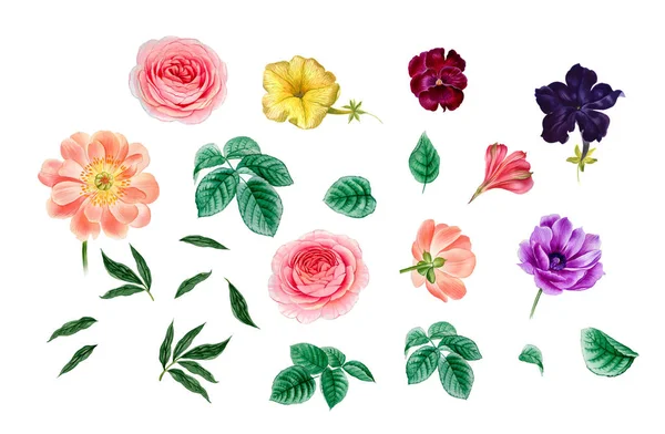 pembe ve mor çiçekler. sulu boya çiçekler. Şakayık şube. Gül dalı. izole bırakır.