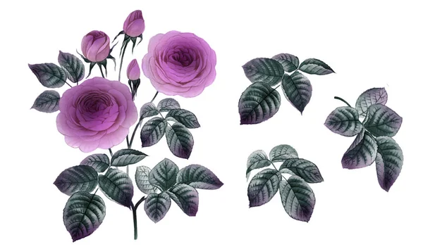 pembe ve mor çiçekler. sulu boya çiçekler. Şakayık şube. Gül dalı. izole bırakır.