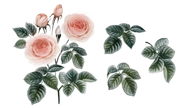 pembe ve mor çiçekler. sulu boya çiçekler. Şakayık şube. Gül dalı. izole bırakır.