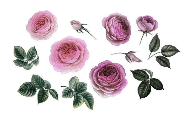 pembe ve mor çiçekler. sulu boya çiçekler. Şakayık şube. Gül dalı. izole bırakır.