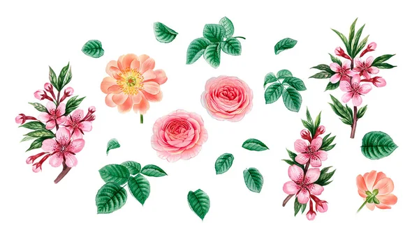 Sulu boya pembe Peonies illüstrasyon, gerçekçi çizilmiş gül el.