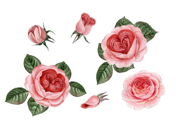 Sulu boya pembe Peonies illüstrasyon, gerçekçi çizilmiş gül el.