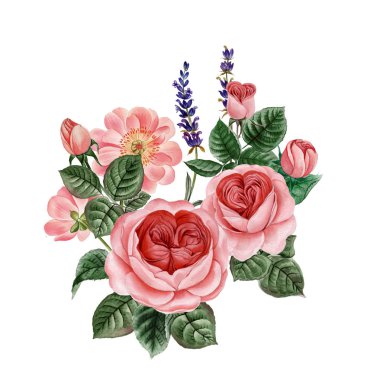 Sulu boya pembe Peonies illüstrasyon, gerçekçi çizilmiş gül el.