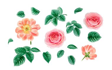 Sulu boya pembe Peonies illüstrasyon, gerçekçi çizilmiş gül el.