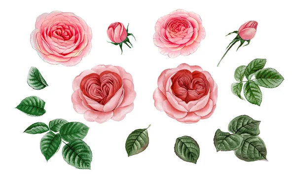 Sulu boya pembe Peonies illüstrasyon, gerçekçi çizilmiş gül el.