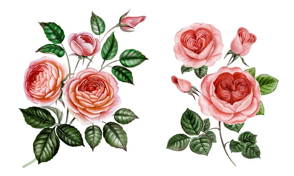 Sulu boya pembe Peonies illüstrasyon, gerçekçi çizilmiş gül el.