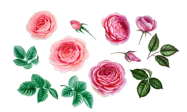 pembe ve mor çiçekler. sulu boya çiçekler. Şakayık şube. Gül dalı. izole bırakır.