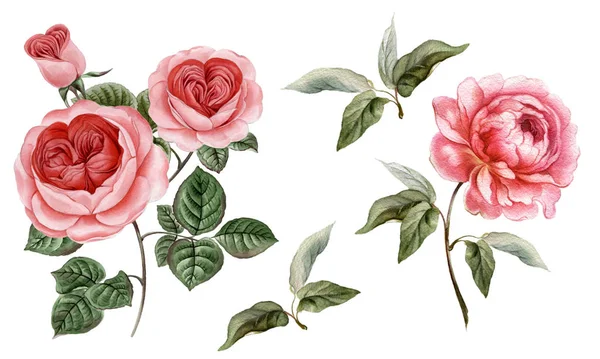 Sulu boya pembe Peonies illüstrasyon, gerçekçi çizilmiş gül el.