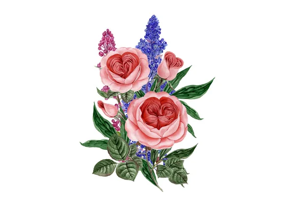 Sulu boya pembe Peonies illüstrasyon, gerçekçi çizilmiş gül el.