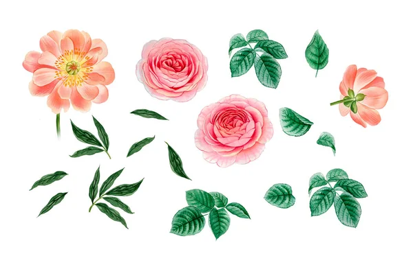 pembe ve mor çiçekler. sulu boya çiçekler. Şakayık şube. Gül dalı. izole bırakır.