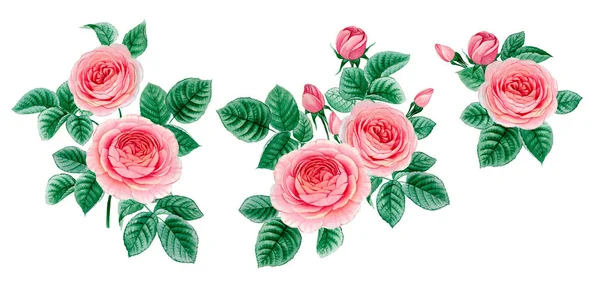 Sulu boya pembe Peonies illüstrasyon, gerçekçi çizilmiş gül el.