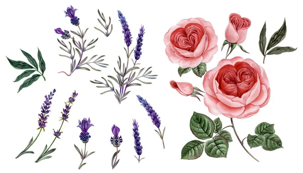 Sulu boya pembe Peonies illüstrasyon, gerçekçi çizilmiş gül el.