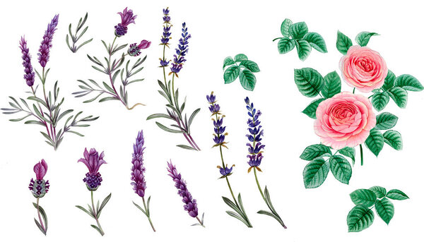 розовые и фиолетовые цветы. акварельные цветы. Пионерская ветка. Роуз Бранч листья
.