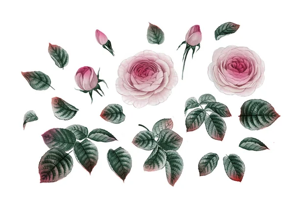 pembe ve mor çiçekler. sulu boya çiçekler. Şakayık şube. Gül dalı. izole bırakır.