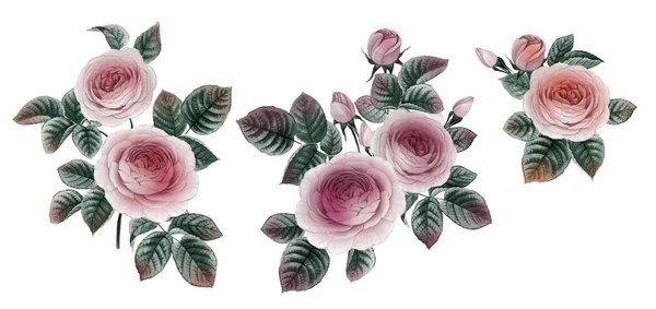 pembe ve mor çiçekler. sulu boya çiçekler. Şakayık şube. Gül dalı. izole bırakır.